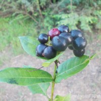 Ixora coccinea L.